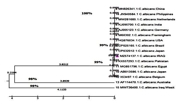 Molecular Identification Of Candida Albicans And C Dubliniensis Using Small Subunit Rrna Gene 